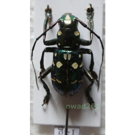 Aprophata eximia (Newman, 1842) Philippines14g